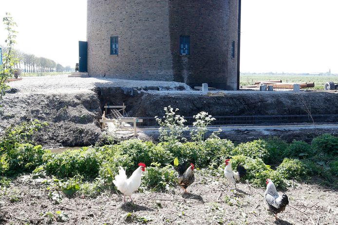 Gedumpte hanen bij de watertoren tussen Polsbroek en Cabauw.