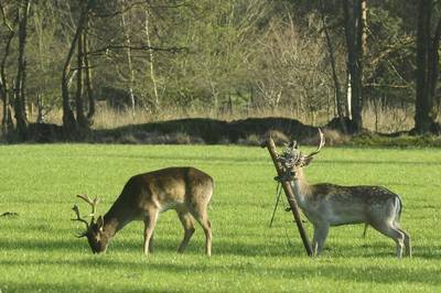 Hert loopt twee weken met paal in gewei: afschieten enige optie