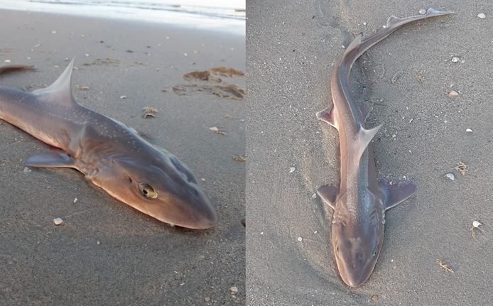 Doornhaai aangespoeld op strand Hoek van Holland.