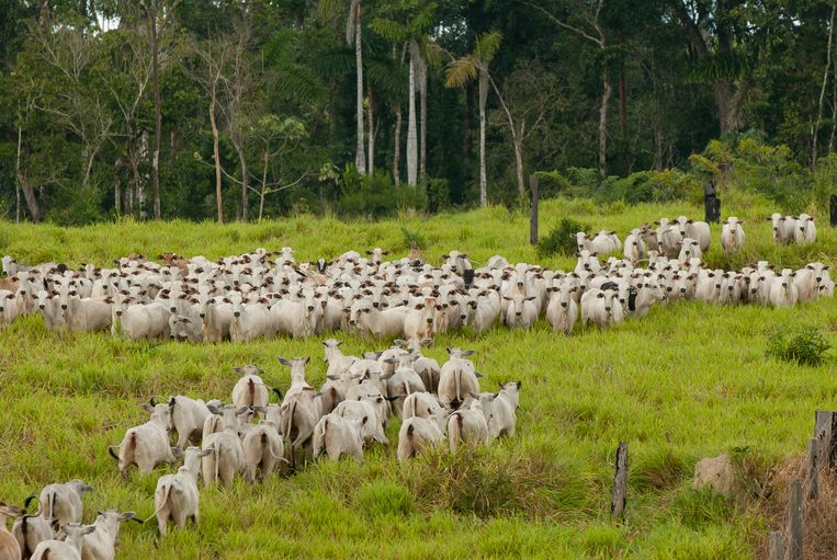 Koeien in Para, Brazilië. Beeld Brazil Photos/LightRocket via Ge