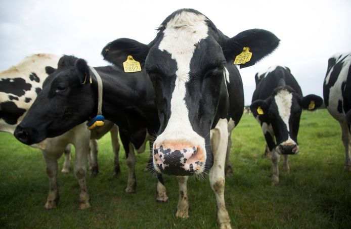 Koeien in de wei horen onlosmakelijk bij het Nederlandse landschap, stelt de commissie
