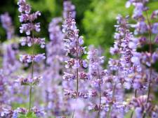 'Wil het tuincentrum meer insecten of bladluizen in de tuin?'