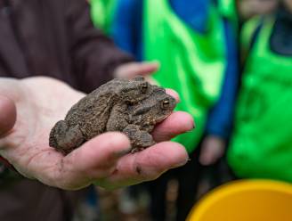 1199 padden en kikkers overgezet in Leefdaal
