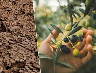 Droogte in Spanje teistert productie van olijfolie en drijft wereldprijzen op: “Het is een catastrofe”