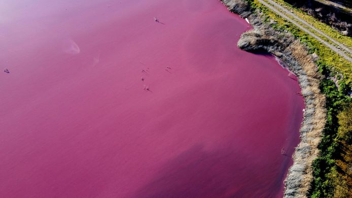 Cette teinte rose s'explique par la présence de sulfite de sodium qui a contaminé les eaux souterraines du fleuve Chubut.