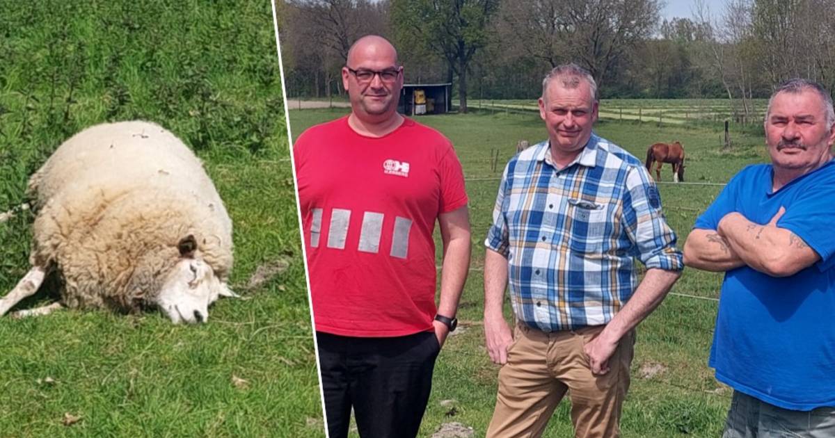 Wolf bijt drie schapen dood in Oudsbergen “Er stond geen spanning op