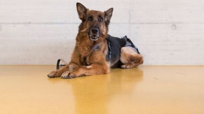 Vermiste hond zwerft meer dan half jaar rond, plots duikt ze 400 kilometer verder op