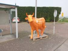 GlasDraad is een koe kwijt, signalement: knaloranje en kan niet zelf lopen...