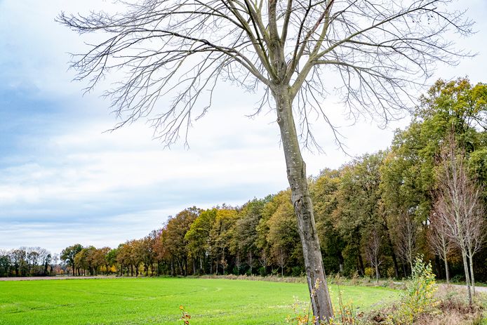 Verstoring Bloeien erts Gratis boom? Enschede geeft er 3000 weg en die kun je op deze dag gewoon  ophalen | Enschede e.o. | tubantia.nl