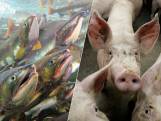 In stal van varkensboer John zwemmen straks tienduizenden zalmen, met dank aan grote zak geld uit Europa