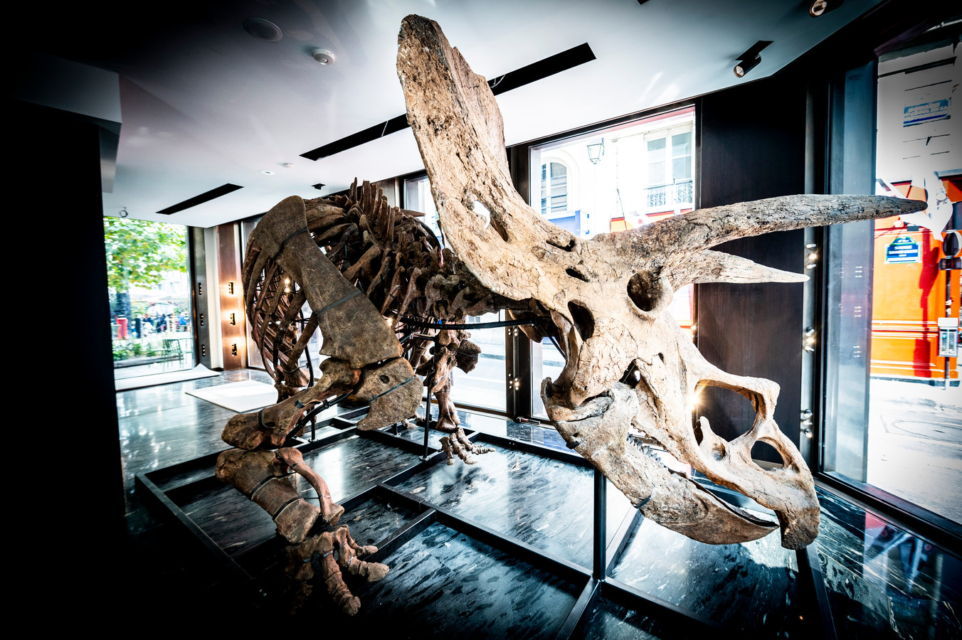 Skelet van miljoen jaar oude dinosauriër 'Big te koop | Foto hln.be
