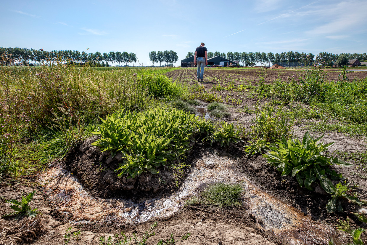 Bij droogte stijgt zout water op naar de akkers, een nachtmerrie voor boeren