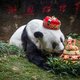 Basi, de oudste in gevangenschap levende panda, wordt 37