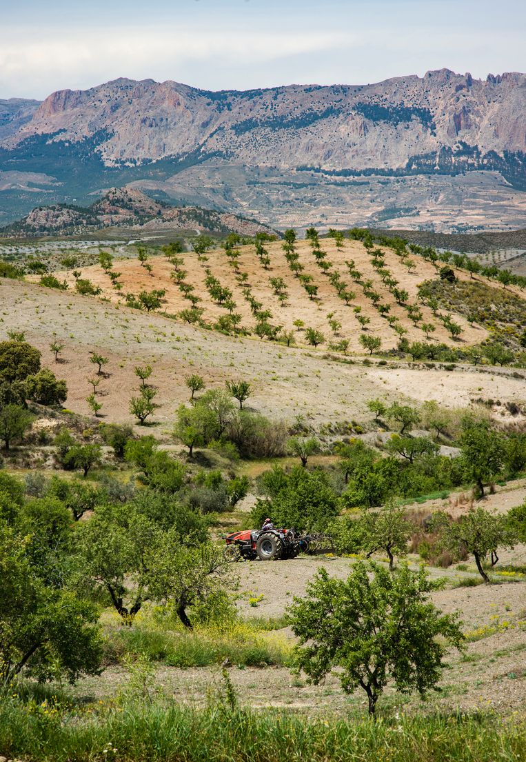 Traktor ploegt het land in Murcia.  Beeld 