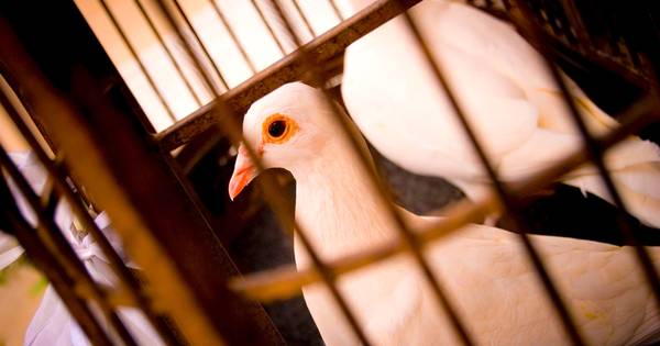 Vogelbeurs in gemeenschapshuis De Smis in Duizel