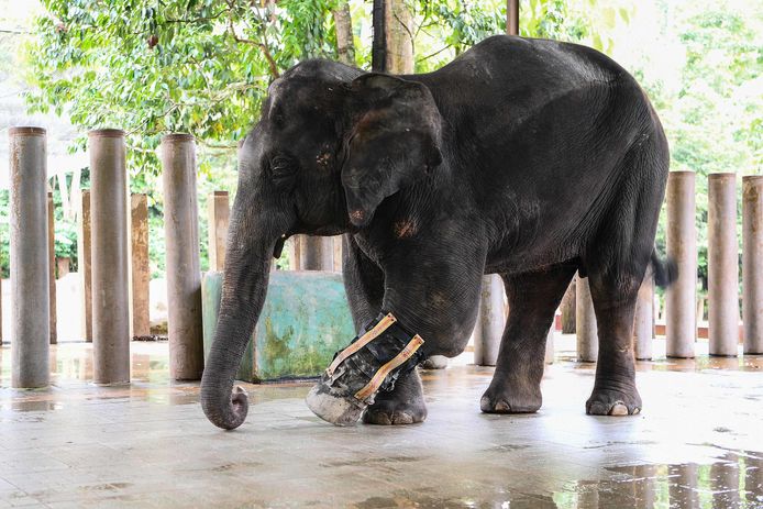 De 13-jarige olifant Selendang, die een deel van zijn voorpoot in een wildval verloor, probeert met een prothetische poot te lopen in het Kuala Gandah Elephant Conservation Center, bij Kuala Lumpur. Het olifantenhuis in Kuala Gandah in Maleisië, is een afgebakend stuk regenwoud waar ‘mahouts’ - zoals de verzorgers genoemd worden ​​- de groep van 26 bedreigde Aziatische olifanten verzorgen. Foto Manan Vatsyayana