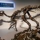 Nieuwe dinosaurussoort in Japan ontdekt