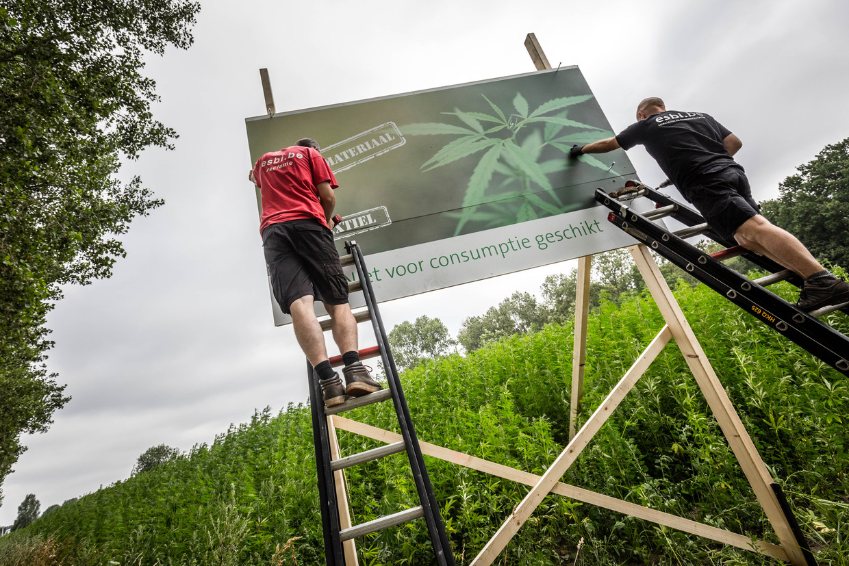 Het eerste openbare hennepveld in Nederland bevindt zich in Helmond. Het gewas zal worden gebruikt voor industriële doeleinden en is niet geschikt voor consumptie. 