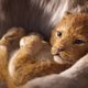 Eindelijk: de allereerste trailer van ‘The Lion King’-film is er