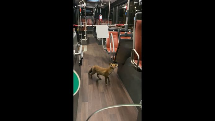 Un renard prend un bus pour se rendre à Forest National.