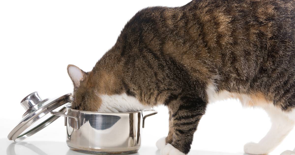 Is moedermelk slecht voor katten