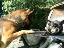 Politiehond Bumper geniet van lui weekend bij de barbecue