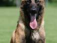 Oostendse politie neemt afscheid van patrouillehond: “Bedankt voor alle mooie jaren