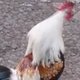 Dieren coveren 'Chop Suey!' van System of A Down (filmpje)