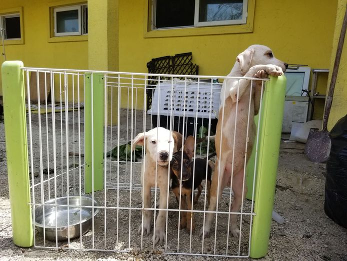 Deze honden van de getroffen dierenopvang overleefden de doortocht van orkaan Dorian.
