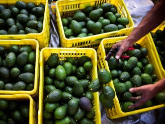 Trump jaagt prijs van avocado’s de hoogte in