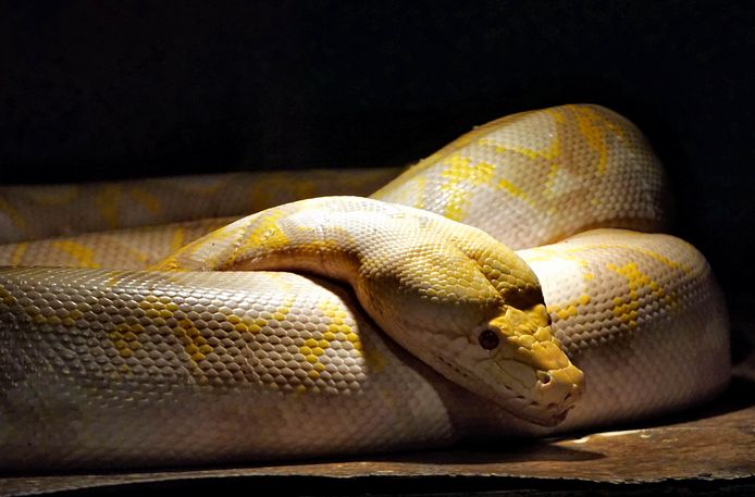 Een python.