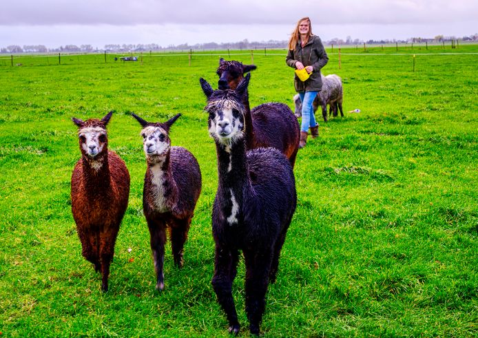 Christel van Dam begint Buurderij van Dam in Wilnis: voor dagbesteding en buurt. Ze heeft alvast pony’s, alpaca’s en geiten om zich heen verzameld.