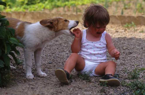 100000 Morsures De Chien Par An Belgique 7sur7be