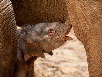 Zes jaar na dood van olifantje Qiyo: “Bouwstenen die kunnen leiden tot een vaccin zijn klaar”