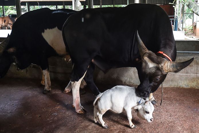 Rani was slechts 50,9 centimeter hoog