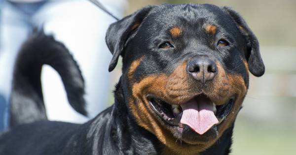 Dierenasiel waarschuwt voor hondenhandelaar uit Wijk en Aalburg