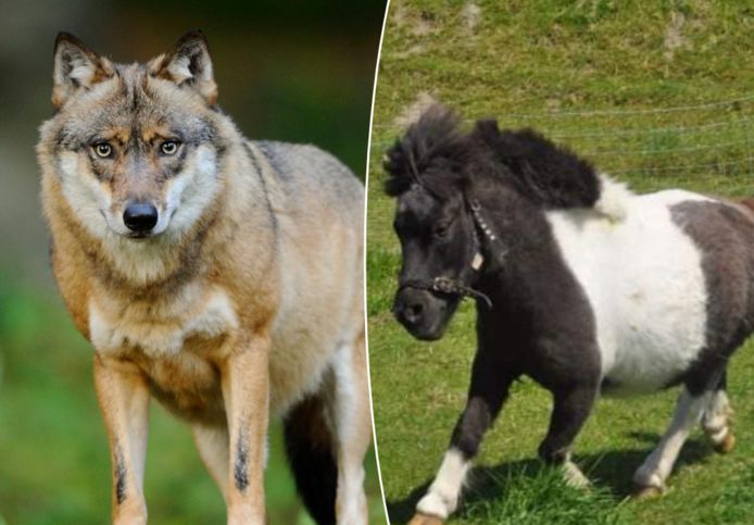 In Meeuwen heeft een wolf twee shetlandpony's doodgebeten.