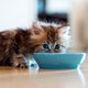 Waarom je je kat géén veganistisch voer mag geven