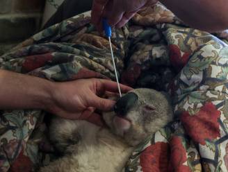 Koala's in Australië krijgen vaccin tegen geslachtsziekte chlamydia
