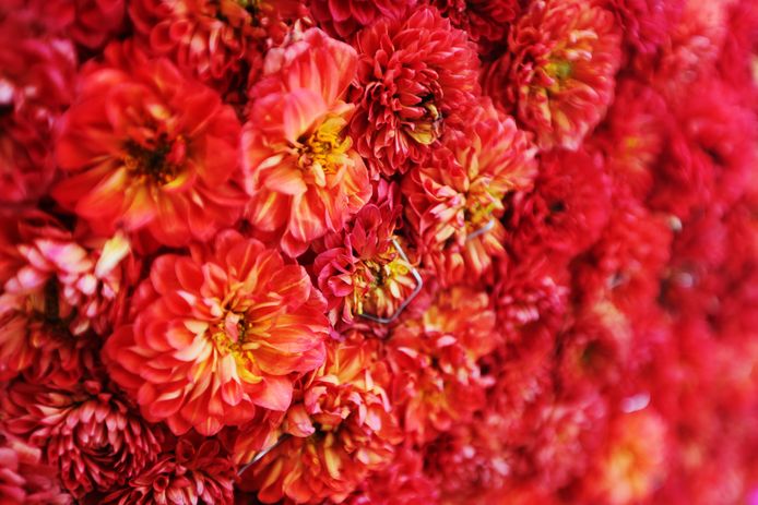20170903 - Zundert - Foto: Ramon Mangold/ Pix4Profs - Bloemencorso Zundert 2017  - Dahlia's