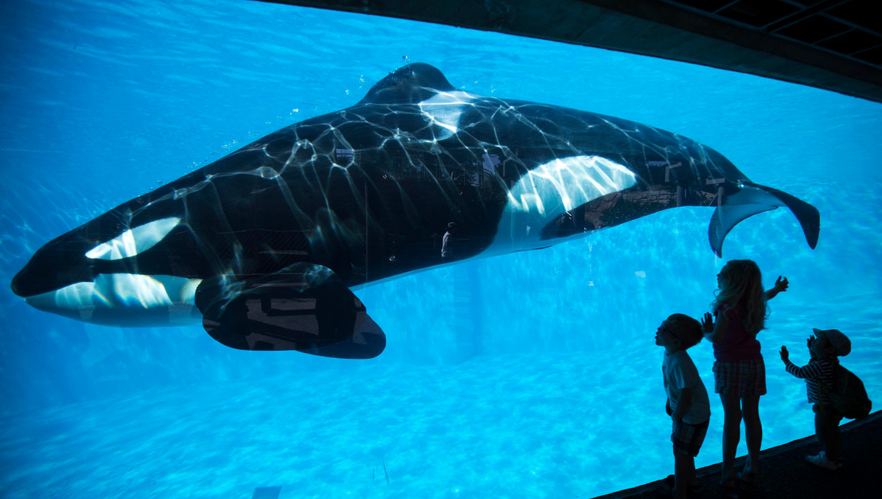 Kinderen kijken in SeaWorld naar een orka. Beeld reuters