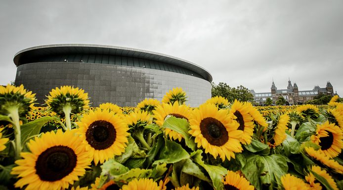 Van gogh museum clearance zonnebloemen plukken