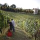 Het ligt toch anders: in Italië werd al ver voor Romeinse tijd wijn gedronken