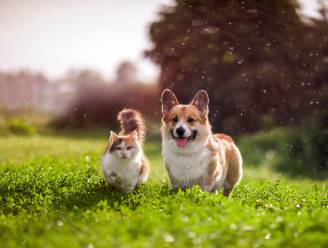 Zijn onze huisdieren slecht voor het milieu? “Een jaar lang je hond voeden komt overeen met een autorit van 3.677 km”
