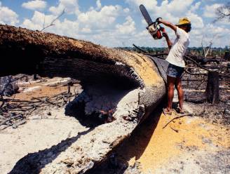 Braziliaans actieplan voor Amazoneregenwoud: ferme stap in goede richting voor natuurbehoud