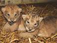 Zweedse zoo doodt negen gezonde leeuwenwelpjes omdat ze te duur zijn<br>