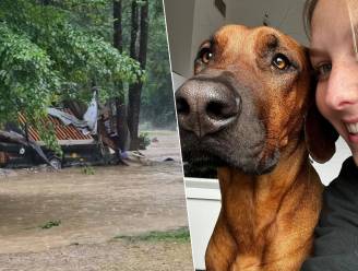 Hond van Belgisch gezin wordt meegesleurd door overstromingen in Slovenië: “Nog steeds geen spoor van Cooper”