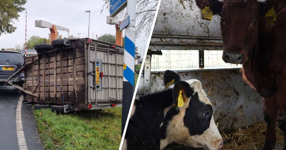 Trailer met kalfjes slaat om na botsing met vrachtwagen op N334 bij Wanneperveen