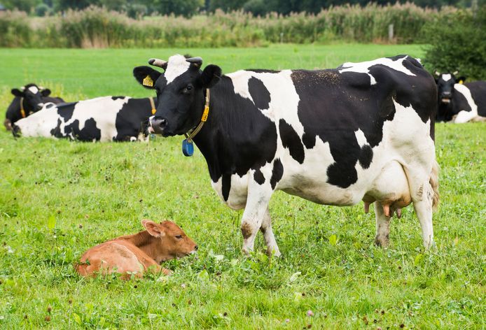 Een ideaal van Caring Farmers is dat kalveren langer bij de moeder blijven. Een aantal boeren doet dat al en verkoopt de melk onder de naam Kalverliefde.
