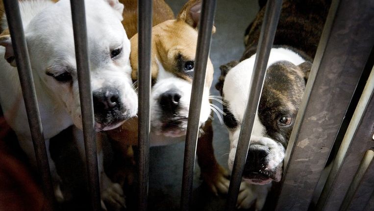 Dierenasiel Vindt Hond In De Pot Het Parool